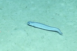 Pisces