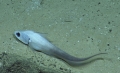Actinopterygii