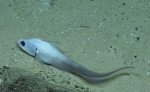 Coryphaenoides leptolepis, 2888-2987 m Mona Block, Caribbean.

Photograph courtesy of Ocean Exploration Trust. Identification from photograph by A. Quattrini et al. For more information see: Quattrini AM, Demopoulos AWJ, Singer R, Roa-Veron A, Chaytor JD (2017). Demersal fish assemblages on seamounts and other rugged features in the northeastern Caribbean. Deep Sea Research Part I: Oceanographic Research Papers 123: 90-104.