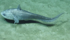 Coryphaenoides sp., 1041 m Noroit Seamount, Caribbean.

Photograph courtesy of Ocean Exploration Trust. Identification from photograph by A. Quattrini et al. For more information see: Quattrini AM, Demopoulos AWJ, Singer R, Roa-Veron A, Chaytor JD (2017). Demersal fish assemblages on seamounts and other rugged features in the northeastern Caribbean. Deep Sea Research Part I: Oceanographic Research Papers 123: 90-104.