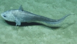 Gadiformes
