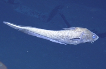 Coryphaenoides sp., 2518 m Mona Rift, Caribbean.

Photograph courtesy of Ocean Exploration Trust. Identification from photograph by A. Quattrini et al. For more information see: Quattrini AM, Demopoulos AWJ, Singer R, Roa-Veron A, Chaytor JD (2017). Demersal fish assemblages on seamounts and other rugged features in the northeastern Caribbean. Deep Sea Research Part I: Oceanographic Research Papers 123: 90-104.