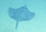 Dipturus cf. garricki, 880 m Desecheo Ridge, Caribbean.

Photograph courtesy of Ocean Exploration Trust. Identification from photograph by A. Quattrini et al. For more information see: Quattrini AM, Demopoulos AWJ, Singer R, Roa-Veron A, Chaytor JD (2017). Demersal fish assemblages on seamounts and other rugged features in the northeastern Caribbean. Deep Sea Research Part I: Oceanographic Research Papers 123: 90-104.