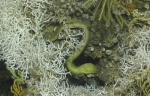 Anguilliformes