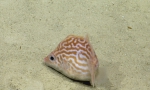 Hollardia hollardi, 462-600 m Dog Seamount, Caribbean.

Photograph courtesy of Ocean Exploration Trust. Identification from photograph by A. Quattrini et al. For more information see: Quattrini AM, Demopoulos AWJ, Singer R, Roa-Veron A, Chaytor JD (2017). Demersal fish assemblages on seamounts and other rugged features in the northeastern Caribbean. Deep Sea Research Part I: Oceanographic Research Papers 123: 90-104.
