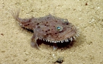 Lophiodes beroe, 611-823 m Conrad Seamount, Caribbean.

Photograph courtesy of Ocean Exploration Trust. Identification from photograph by A. Quattrini et al. For more information see: Quattrini AM, Demopoulos AWJ, Singer R, Roa-Veron A, Chaytor JD (2017). Demersal fish assemblages on seamounts and other rugged features in the northeastern Caribbean. Deep Sea Research Part I: Oceanographic Research Papers 123: 90-104.
