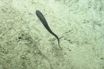 Monomitopus sp., 802-1523 m Barracuda Bank, Caribbean.

Photograph courtesy of Ocean Exploration Trust. Identification from photograph by A. Quattrini et al. For more information see: Quattrini AM, Demopoulos AWJ, Singer R, Roa-Veron A, Chaytor JD (2017). Demersal fish assemblages on seamounts and other rugged features in the northeastern Caribbean. Deep Sea Research Part I: Oceanographic Research Papers 123: 90-104.