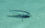 Neoscopelus microchir, 447-1101 m Conrad Seamount, Caribbean.

Photograph courtesy of Ocean Exploration Trust. Identification from photograph by A. Quattrini et al. For more information see: Quattrini AM, Demopoulos AWJ, Singer R, Roa-Veron A, Chaytor JD (2017). Demersal fish assemblages on seamounts and other rugged features in the northeastern Caribbean. Deep Sea Research Part I: Oceanographic Research Papers 123: 90-104.