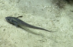 Nezumia aequalis, 625-934 m Barracuda Bank, Caribbean.

Photograph courtesy of Ocean Exploration Trust. Identification from photograph by A. Quattrini et al. For more information see: Quattrini AM, Demopoulos AWJ, Singer R, Roa-Veron A, Chaytor JD (2017). Demersal fish assemblages on seamounts and other rugged features in the northeastern Caribbean. Deep Sea Research Part I: Oceanographic Research Papers 123: 90-104.