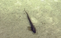Ophidiiformes