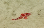 Peristedion antillarum, 469-589 m Conrad Seamount, Caribbean.

Photograph courtesy of Ocean Exploration Trust. Identification from photograph by A. Quattrini et al. For more information see: Quattrini AM, Demopoulos AWJ, Singer R, Roa-Veron A, Chaytor JD (2017). Demersal fish assemblages on seamounts and other rugged features in the northeastern Caribbean. Deep Sea Research Part I: Oceanographic Research Papers 123: 90-104.
