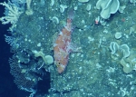 Pontinus castor, 264-299 m Desecheo Ridge, Caribbean.

Photograph courtesy of Ocean Exploration Trust. Identification from photograph by A. Quattrini et al. For more information see: Quattrini AM, Demopoulos AWJ, Singer R, Roa-Veron A, Chaytor JD (2017). Demersal fish assemblages on seamounts and other rugged features in the northeastern Caribbean. Deep Sea Research Part I: Oceanographic Research Papers 123: 90-104.
