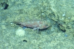 Pontinus longispinis, 396-490 m Dog Seamount, Caribbean.

Photograph courtesy of Ocean Exploration Trust. Identification from photograph by A. Quattrini et al. For more information see: Quattrini AM, Demopoulos AWJ, Singer R, Roa-Veron A, Chaytor JD (2017). Demersal fish assemblages on seamounts and other rugged features in the northeastern Caribbean. Deep Sea Research Part I: Oceanographic Research Papers 123: 90-104.