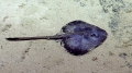 Rajiformes