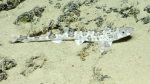 Scyliorhinus boa, 429-631 m Dog Seamount, Caribbean.

Photograph courtesy of Ocean Exploration Trust. Identification from photograph by A. Quattrini et al. For more information see: Quattrini AM, Demopoulos AWJ, Singer R, Roa-Veron A, Chaytor JD (2017). Demersal fish assemblages on seamounts and other rugged features in the northeastern Caribbean. Deep Sea Research Part I: Oceanographic Research Papers 123: 90-104.