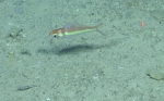 Symphysanodon berryi, 311-408  m Dog Seamount, Caribbean.

Photograph courtesy of Ocean Exploration Trust. Identification from photograph by A. Quattrini et al. For more information see: Quattrini AM, Demopoulos AWJ, Singer R, Roa-Veron A, Chaytor JD (2017). Demersal fish assemblages on seamounts and other rugged features in the northeastern Caribbean. Deep Sea Research Part I: Oceanographic Research Papers 123: 90-104.