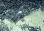 Xyelacyba myersi, 1664-1727 m Virgin Islands Basin, Caribbean.

Photograph courtesy of Ocean Exploration Trust. Identification from photograph by A. Quattrini et al. For more information see: Quattrini AM, Demopoulos AWJ, Singer R, Roa-Veron A, Chaytor JD (2017). Demersal fish assemblages on seamounts and other rugged features in the northeastern Caribbean. Deep Sea Research Part I: Oceanographic Research Papers 123: 90-104.