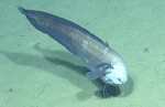 Xyelacyba myersi, 1888 m Mona Slide, Caribbean.

Photograph courtesy of Ocean Exploration Trust. Identification from photograph by A. Quattrini et al. For more information see: Quattrini AM, Demopoulos AWJ, Singer R, Roa-Veron A, Chaytor JD (2017). Demersal fish assemblages on seamounts and other rugged features in the northeastern Caribbean. Deep Sea Research Part I: Oceanographic Research Papers 123: 90-104.