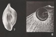 Adelosina partschii, author: Le Coze, François