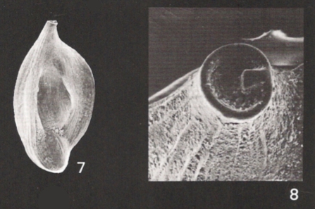 Adelosina partschii Adelosina partschii
