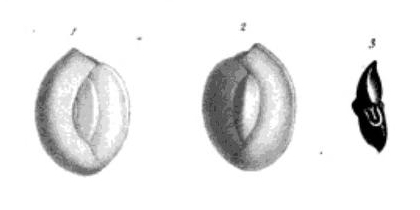 Quinqueloculina peregrina d'Orbigny, 1846 Quinqueloculina peregrina d'Orbigny, 1846