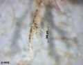 cf. Vesicularia spinosa (Linnaeus, 1767) 