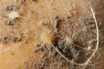 Porifera