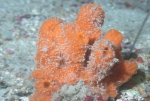 Acanthella cubensis,  50-110 m Flower Garden Banks, Gulf of Mexico.

Photograph courtesy of NOAA-FGBNMS/UNCW-UVP. Identifications by C. Savarese and K. Ruetzler. For more information see: http://flowergarden.noaa.gov/document_library/scidocs/spongeposter.pdf 
