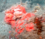 Agelas cf. cerebrum, 50-110 m Flower Garden Banks, Gulf of Mexico.

Photograph courtesy of NOAA-FGBNMS/UNCW-UVP. Identifications by C. Savarese and K. Ruetzler. For more information see: http://flowergarden.noaa.gov/document_library/scidocs/spongeposter.pdf 