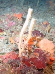 Axinellidae, 50-110 m Flower Garden Banks, Gulf of Mexico.

Photograph courtesy of NOAA-FGBNMS/UNCW-UVP. Identifications by C. Savarese and K. Ruetzler. For more information see: http://flowergarden.noaa.gov/document_library/scidocs/spongeposter.pdf 
