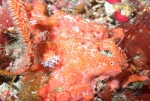 Batzella rubra, 50-110 m Flower Garden Banks, Gulf of Mexico.

Photograph courtesy of NOAA-FGBNMS/UNCW-UVP. Identifications by C. Savarese and K. Ruetzler. For more information see: http://flowergarden.noaa.gov/document_library/scidocs/spongeposter.pdf 