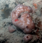 Porifera