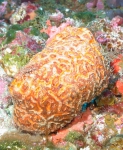 Didiscus oxeata, 50-110 m Flower Garden Banks, Gulf of Mexico.

Photograph courtesy of NOAA-FGBNMS/UNCW-UVP. Identifications by C. Savarese and K. Ruetzler. For more information see: http://flowergarden.noaa.gov/document_library/scidocs/spongeposter.pdf 