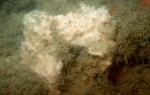 Dysideidae, 50-110 m Flower Garden Banks, Gulf of Mexico.

Photograph courtesy of NOAA-FGBNMS/UNCW-UVP. Identifications by C. Savarese and K. Ruetzler. For more information see: http://flowergarden.noaa.gov/document_library/scidocs/spongeposter.pdf 
