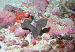 Erylus alleni, 50-110 m Flower Garden Banks, Gulf of Mexico.

Photograph courtesy of NOAA-FGBNMS/UNCW-UVP. Identifications by C. Savarese and K. Ruetzler. For more information see: http://flowergarden.noaa.gov/document_library/scidocs/spongeposter.pdf 