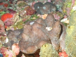 Erylus trisphaerus, 50-110 m Flower Garden Banks, Gulf of Mexico.

Photograph courtesy of NOAA-FGBNMS/UNCW-UVP. Identifications by C. Savarese and K. Ruetzler. For more information see: http://flowergarden.noaa.gov/document_library/scidocs/spongeposter.pdf 