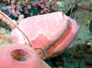 Ircinia sp., 50-110 m Flower Garden Banks, Gulf of Mexico.

Photograph courtesy of NOAA-FGBNMS/UNCW-UVP. Identifications by C. Savarese and K. Ruetzler. For more information see: http://flowergarden.noaa.gov/document_library/scidocs/spongeposter.pdf 