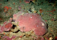 Ircinia sp., 50-110 m Flower Garden Banks, Gulf of Mexico.

Photograph courtesy of NOAA-FGBNMS/UNCW-UVP. Identifications by C. Savarese and K. Ruetzler. For more information see: http://flowergarden.noaa.gov/document_library/scidocs/spongeposter.pdf 