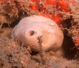 Ircinia sp., 50-110 m Flower Garden Banks, Gulf of Mexico.

Photograph courtesy of NOAA-FGBNMS/UNCW-UVP. Identifications by C. Savarese and K. Ruetzler. For more information see: http://flowergarden.noaa.gov/document_library/scidocs/spongeposter.pdf 