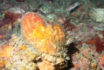 Myrmekioderma gyroderma, 50-110 m Flower Garden Banks, Gulf of Mexico.

Photograph courtesy of NOAA-FGBNMS/UNCW-UVP. Identifications by C. Savarese and K. Ruetzler. For more information see: http://flowergarden.noaa.gov/document_library/scidocs/spongeposter.pdf 