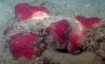 Porifera (sponges)