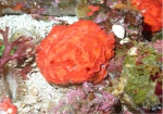 Placospherastra antillensis, 50-110 m Flower Garden Banks, Gulf of Mexico.

Photograph courtesy of NOAA-FGBNMS/UNCW-UVP. Identifications by C. Savarese and K. Ruetzler. For more information see: http://flowergarden.noaa.gov/document_library/scidocs/spongeposter.pdf 