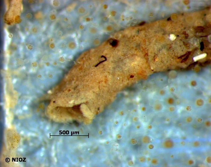 cf. Corophium sp. Latreille, 1806 cf. Corophium sp. Latreille, 1806