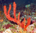 Ptilocaulis sp., 50-110 m Flower Garden Banks, Gulf of Mexico.

Photograph courtesy of NOAA-FGBNMS/UNCW-UVP. Identifications by C. Savarese and K. Ruetzler. For more information see: http://flowergarden.noaa.gov/document_library/scidocs/spongeposter.pdf 