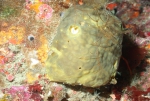 Smenospongia sp., 50-110 m Flower Garden Banks, Gulf of Mexico.

Photograph courtesy of NOAA-FGBNMS/UNCW-UVP. Identifications by C. Savarese and K. Ruetzler. For more information see: http://flowergarden.noaa.gov/document_library/scidocs/spongeposter.pdf 