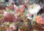 Topsentia bahamensis, 50-110 m Flower Garden Banks, Gulf of Mexico.

Photograph courtesy of NOAA-FGBNMS/UNCW-UVP. Identifications by C. Savarese and K. Ruetzler. For more information see: http://flowergarden.noaa.gov/document_library/scidocs/spongeposter.pdf 