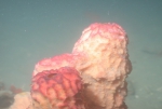 Verongula reiswigi, 50-110 m Flower Garden Banks, Gulf of Mexico.

Photograph courtesy of NOAA-FGBNMS/UNCW-UVP. Identifications by C. Savarese and K. Ruetzler. For more information see: http://flowergarden.noaa.gov/document_library/scidocs/spongeposter.pdf 