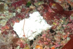 Yucatania sphaeroidocladus, 50-110 m Flower Garden Banks, Gulf of Mexico.

Photograph courtesy of NOAA-FGBNMS/UNCW-UVP. Identifications by C. Savarese and K. Ruetzler. For more information see: http://flowergarden.noaa.gov/document_library/scidocs/spongeposter.pdf 