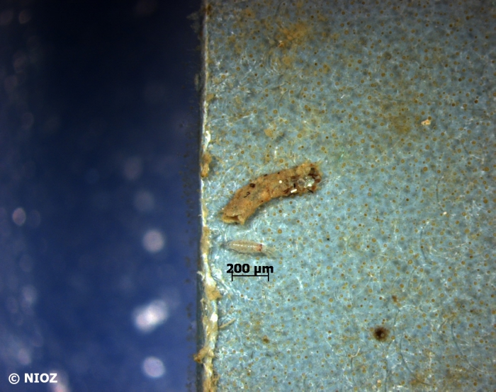 cf. Corophium sp. Latreille, 1806 cf. Corophium sp. Latreille, 1806