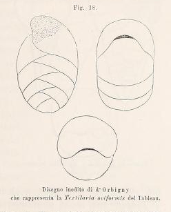 Textularia oviformis d'Orbigny in Fornasini, 1887 Textularia oviformis d'Orbigny in Fornasini, 1887
